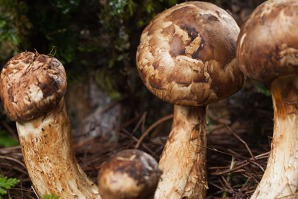 淋巴瘤可以吃松茸嗎 淋巴瘤可以吃松茸嗎