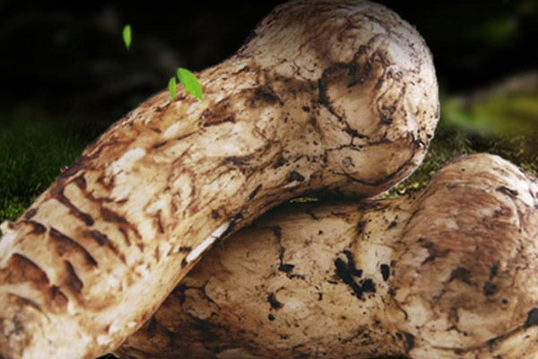 腫瘤患者喝松茸水可以嗎，胃癌化療能吃松茸嗎