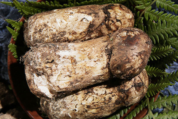 胃癌化療可以吃松茸嗎 胃癌化療可以吃松茸嗎