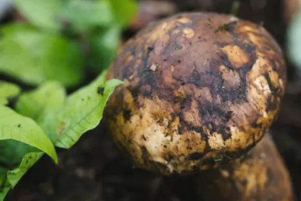 春雨過后適合去找松茸嗎 春雨過后適合去找松茸嗎