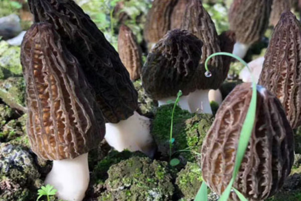 羊肚菌喜歡潮濕的地方嗎 羊肚菌喜歡潮濕的地方嗎