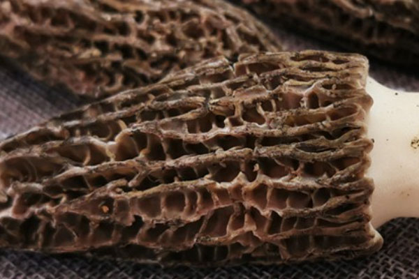 小孩吃羊肚菌會早熟嗎，羊肚菌吃多久可以增強(qiáng)免疫力