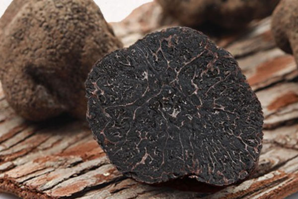 松露需要光合作用嗎