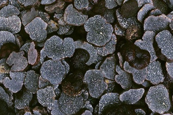 黑松露能泡白酒嗎 黑松露能泡白酒嗎