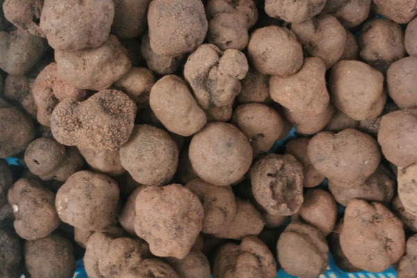 購(gòu)買的黑松露有蟲洞正常嗎 購(gòu)買的黑松露有蟲洞正常嗎