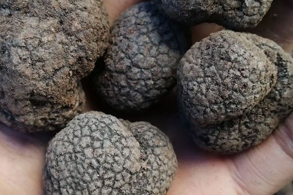 黑松露什么樹(shù)都寄生嗎 黑松露什么樹(shù)都寄生嗎