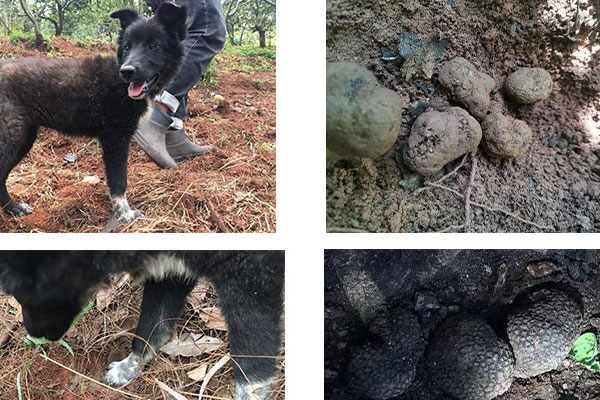 塊菌和松露的區(qū)別，和松露相似的菌類(lèi)