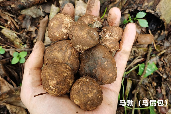 和松露類似的菌類 和松露類似的菌類