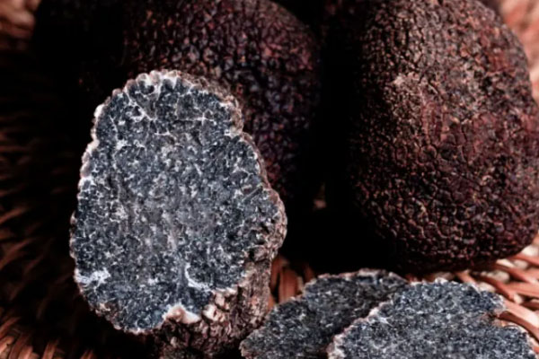 像松露的黑色菌子，樹(shù)上長(zhǎng)的黑色菌類(lèi)是松露嗎