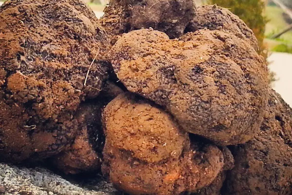 樹上長的黑色菌類是松露嗎 樹上長的黑色菌類是松露嗎