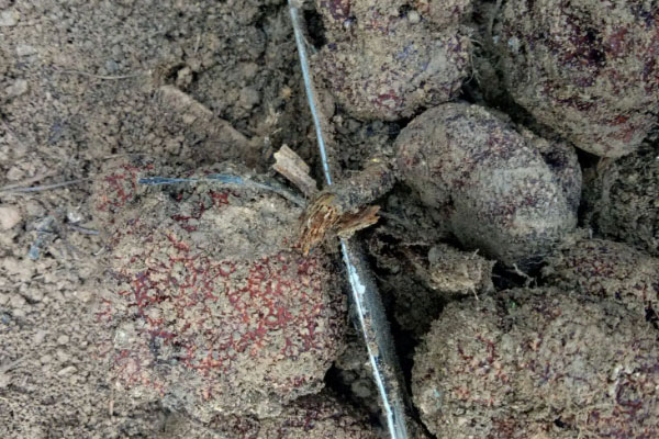 松露是松樹(shù)根旁才有嗎，松露一共有多少品種