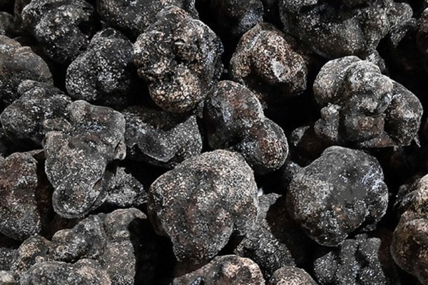 微波爐可以解凍松露嗎 微波爐可以解凍松露嗎