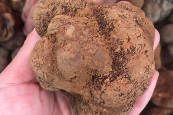 松露屬于什么類(lèi)，松露是菌菇嗎