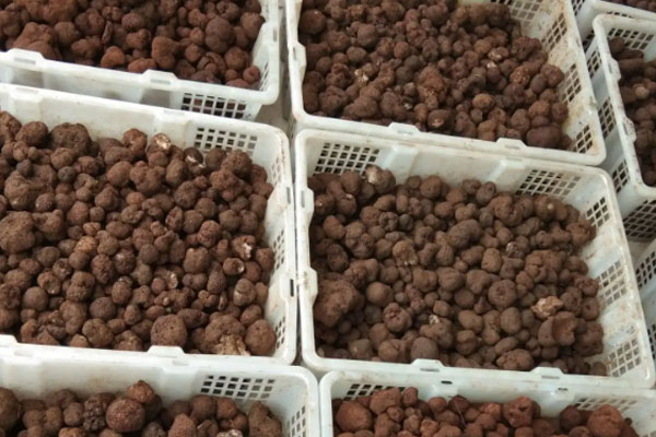 松露是不是菌菇 松露是不是菌菇