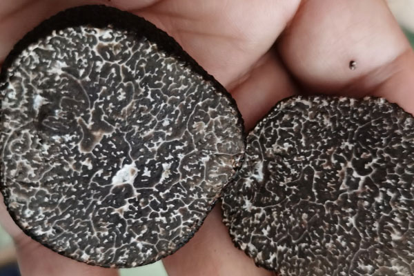 黑松露屬于哪個(gè)科，黑松露是藥材嗎