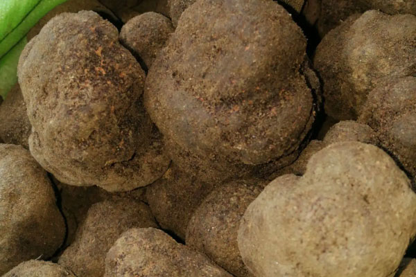 松露是藥食同源嗎，松露湯和面包怎么吃