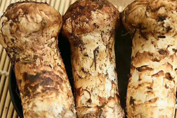 松茸真的可以種出來嗎，松茸有干的嗎