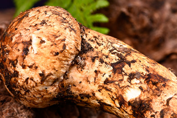 冷凍半年的松茸還能吃嗎 冷凍半年的松茸還能吃嗎