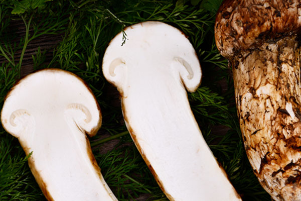 松茸保存是冷藏還是冷凍，冷凍半年的松茸能不能吃