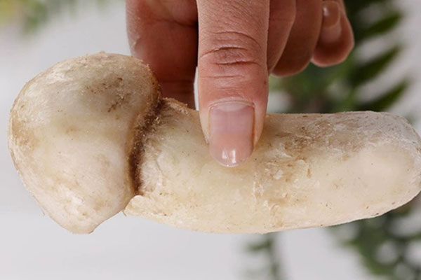 松茸生凍還是熟凍好 松茸生凍還是熟凍好