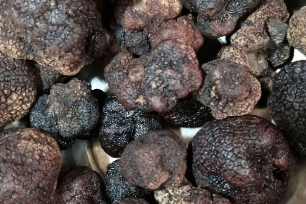 生長黑松露和白松露的樹種一樣嗎 生長黑松露和白松露的樹種一樣嗎