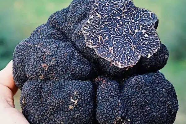 松露吃多了對(duì)身體有影響嗎 松露吃多了對(duì)身體有影響嗎