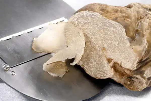 中國(guó)產(chǎn)白松露嗎，山東有白松露嗎