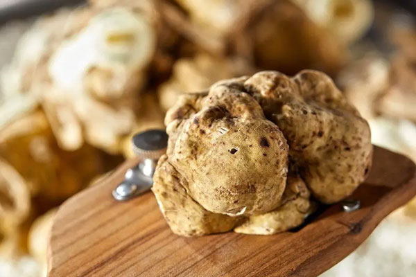 山東出產(chǎn)白松露嗎 山東出產(chǎn)白松露嗎