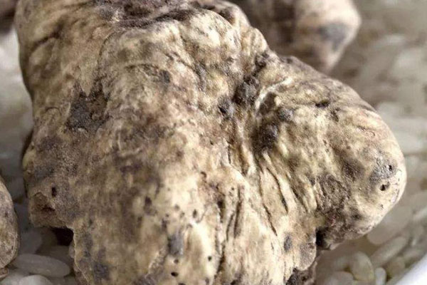 白松露是什么東西，白松露什么時(shí)候發(fā)現(xiàn)的