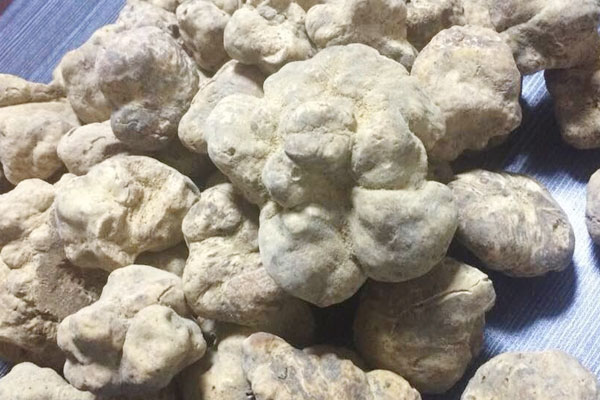 白松露最早被發(fā)現(xiàn)的時(shí)間 白松露最早被發(fā)現(xiàn)的時(shí)間