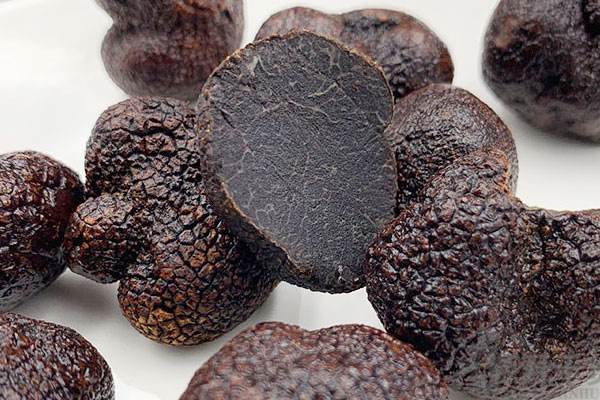 松露在什么月份成熟 松露在什么月份成熟