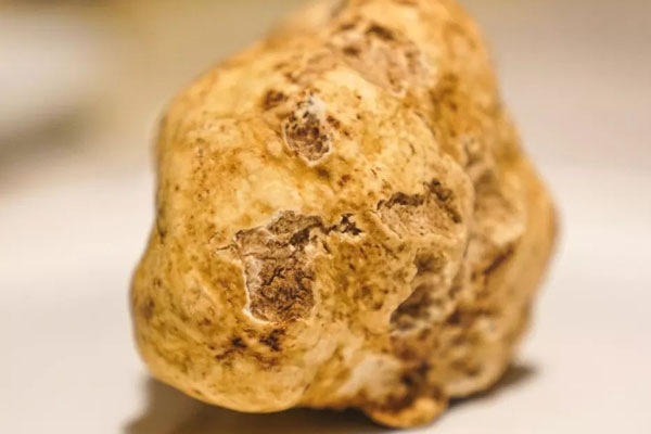 長過松露的地方可以長其他植物嗎 長過松露的地方可以長其他植物嗎