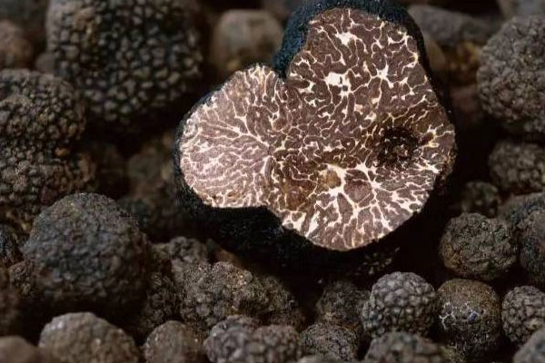 黑松露產(chǎn)地在法國嗎，中國哪里有黑松露