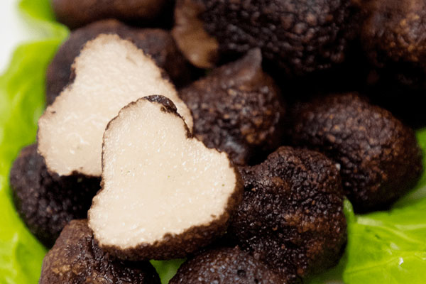 中國哪里長黑松露 中國哪里長黑松露