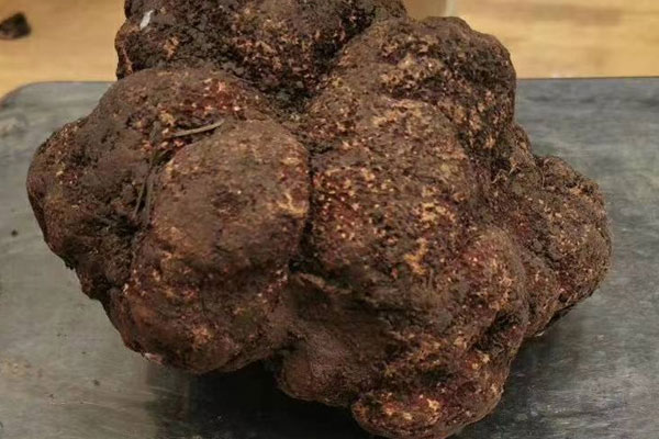 為什么我國可以長松露 為什么我國可以長松露