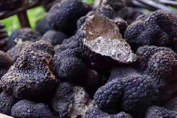 黑松露有人工種植的嗎，白松露生吃要注意什么