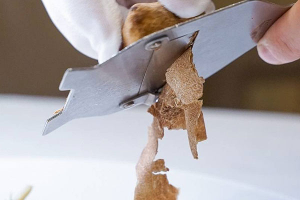 白松露有什么價(jià)值，白松露干片的吃法和作用