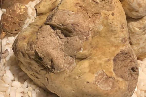 白松露是什么動(dòng)物找到的，黑松露的傳說