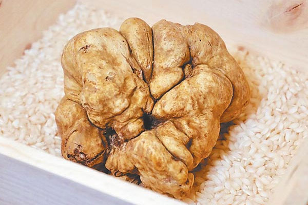 白松露可以生吃嗎，黑松露是什么動(dòng)物找的