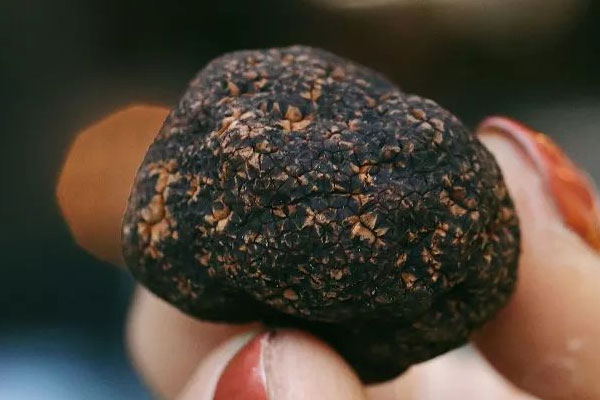 河南長黑松露嗎 河南長黑松露嗎