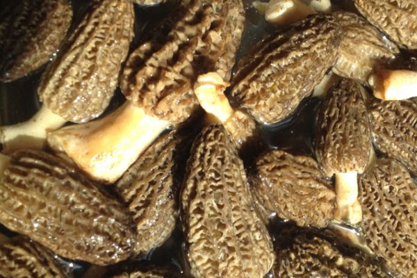 羊肚菌蘆筍炒帶子的功效作用 羊肚菌蘆筍炒帶子的功效作用