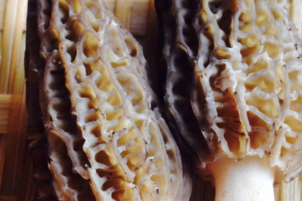 羊肚菌蘆筍炒帶子的食用禁忌 羊肚菌蘆筍炒帶子的食用禁忌