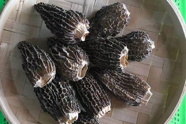 羊肚菌核桃雞腳湯的功效作用 羊肚菌核桃雞腳湯的功效作用