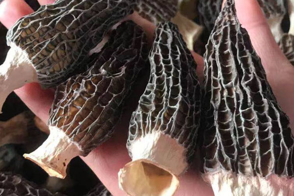 羊肚菌核桃雞腳湯的食用禁忌 羊肚菌核桃雞腳湯的食用禁忌