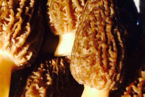 大蒜清蒸羊肚菌的營(yíng)養(yǎng)價(jià)值 大蒜清蒸羊肚菌的營(yíng)養(yǎng)價(jià)值