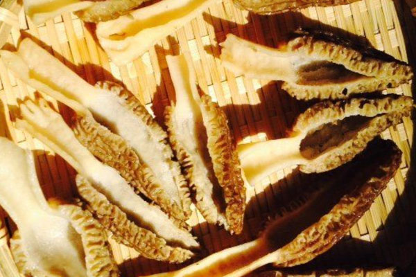 大蒜清蒸羊肚菌的食用禁忌 大蒜清蒸羊肚菌的食用禁忌