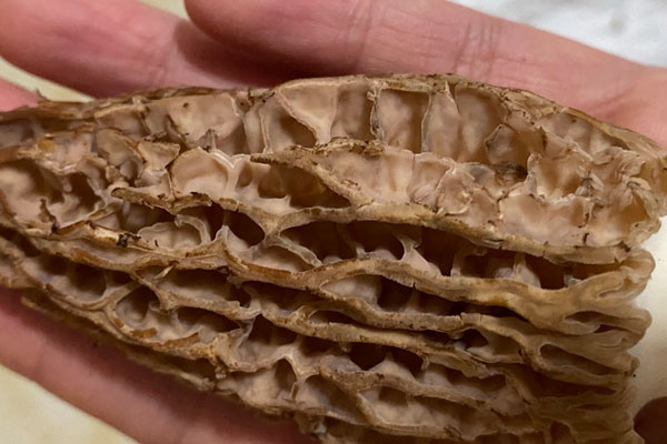 羊肚菌口蘑炒牛柳的食用禁忌 羊肚菌口蘑炒牛柳的食用禁忌