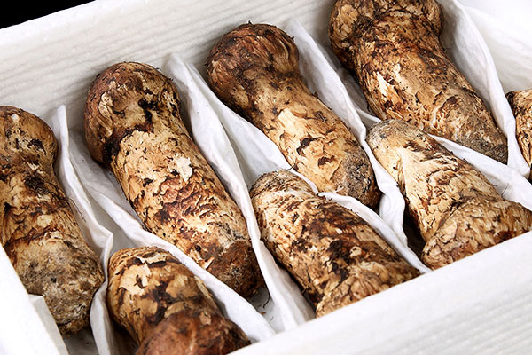 新鮮松茸的季節(jié)是多少月份 新鮮松茸的季節(jié)是多少月份