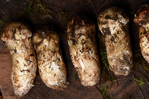 松茸哪些情況下不能吃 松茸哪些情況下不能吃