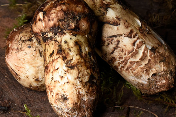 新鮮松茸可以涮火鍋嗎 新鮮松茸可以涮火鍋嗎